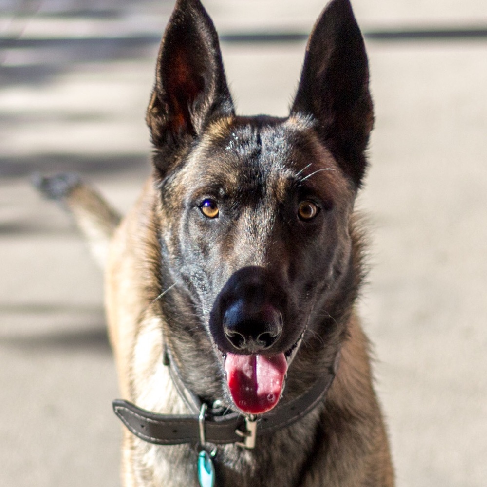 Meet your Posher, Alex